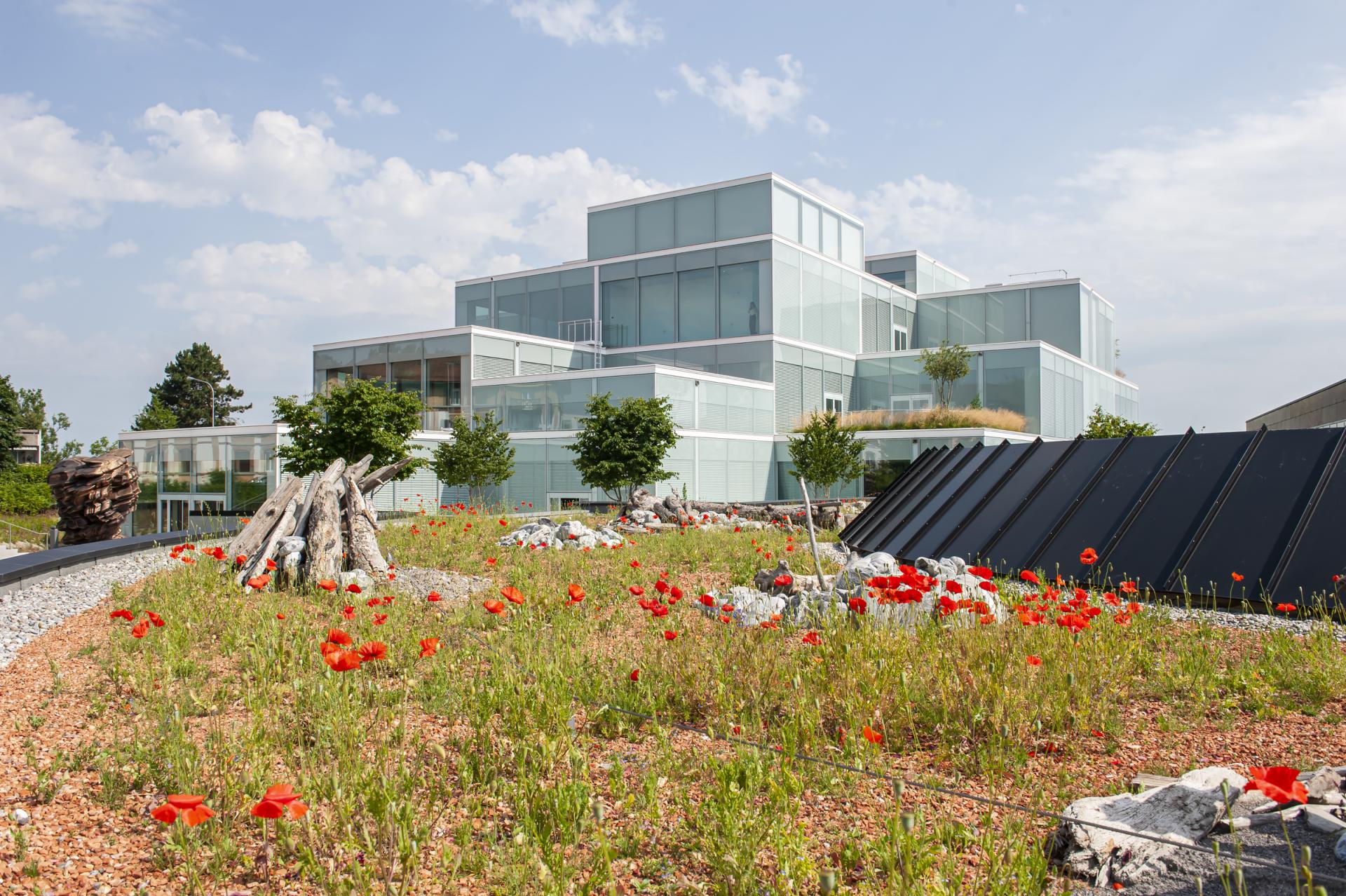 The SQUARE building at HSG with a meadow of red poppies in front